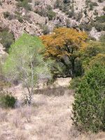 Sycamore Canyon. Photo by Vanessa Bechtol.